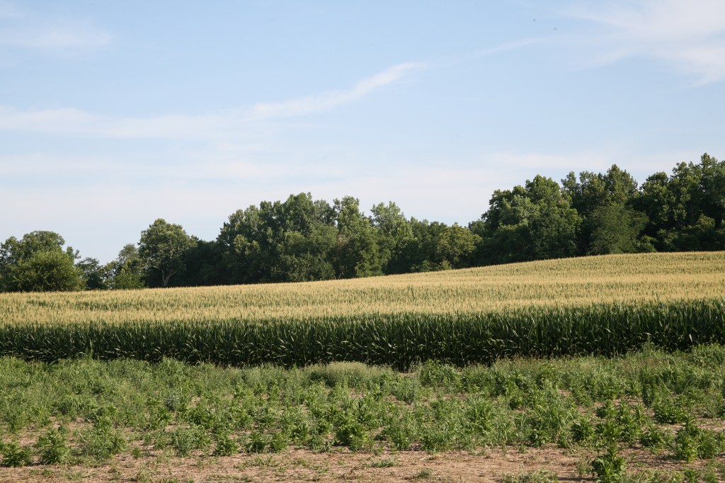 New Home Consultation